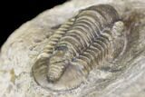 Bargain, Detailed Gerastos Trilobite Fossil - Morocco #141681-4